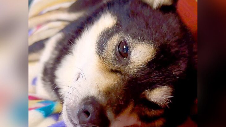 柴犬を飼う時に思い描いていた『理想』と『現実』…とんでもなく差がある光景が46万再生「現実辛すぎて草」「ツンデレがすごいｗ」と爆笑の声(ブログ)