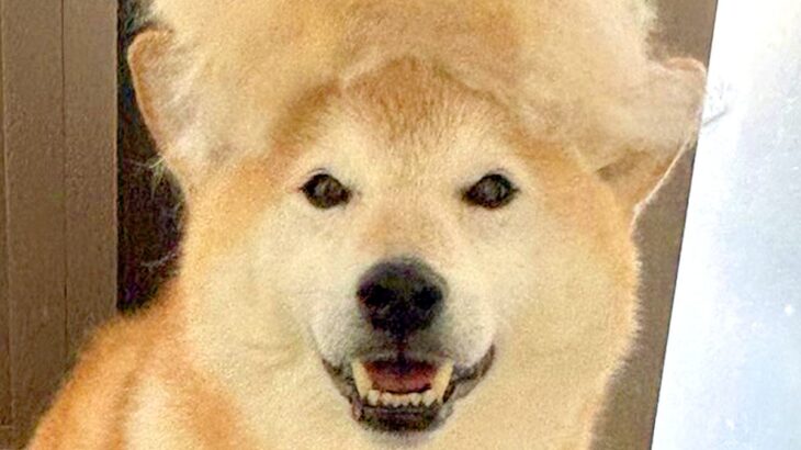 柴犬の毛が抜けまくった結果…想像をはるかに超える『まさかの毛量』が3万6000いいねの反響「筋斗雲みたいｗ」「もう一匹分で草」と絶賛(ブログ)