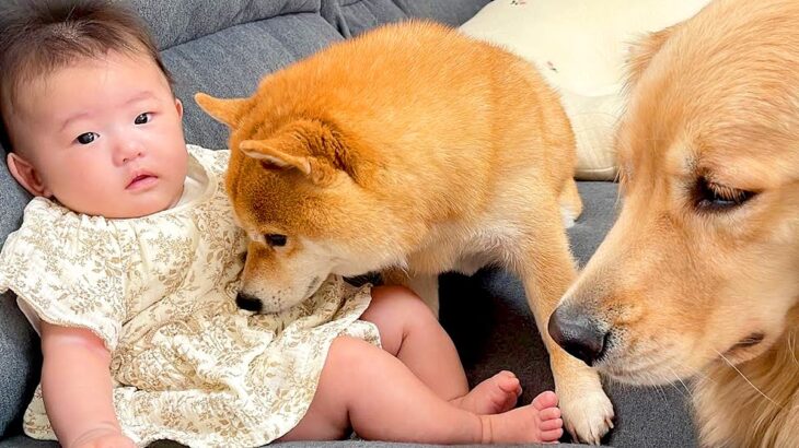 赤ちゃんと一緒にお出かけしようとしたら、犬たちが…切なすぎる『まさかの光景』が43万再生「何とも言えないお目目…」「健気すぎて泣いた」(ブログ)