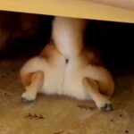 生まれて初めて『こたつ』を経験した犬…とんでもなく可愛い『おしり姿』に9万5000いいね集まる「見事なケツｗ」「もぐらみたいで草」と絶賛(ブログ)