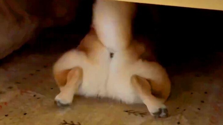 生まれて初めて『こたつ』を経験した犬…とんでもなく可愛い『おしり姿』に9万5000いいね集まる「見事なケツｗ」「もぐらみたいで草」と絶賛(ブログ)