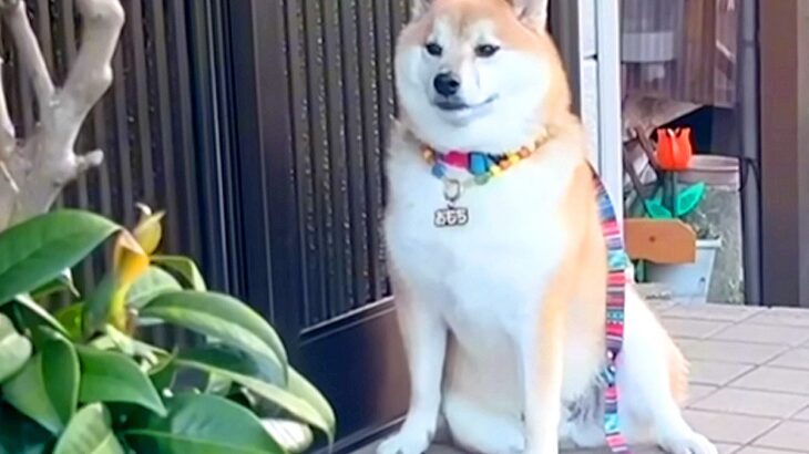 犬の散歩中、近所のおばあちゃんの家に近づいた結果…『絶対に会いたい』まさかの光景が泣けると668万再生「腐った心が洗われる」と感動(ブログ)