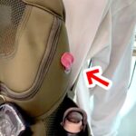 電車に乗っていたら、カバンに入っていた犬が…衝撃的な『おやつ催促』が793万再生「うっかり見たら悲鳴あげるｗ」「アリクイですか？」の声(ブログ)