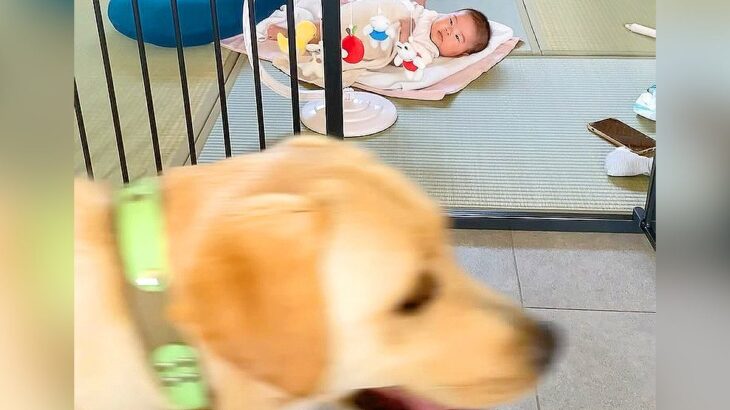 大型犬に『赤ちゃん見てあげてー』とお願いした結果…思った以上に『母親のような光景』が尊いと話題「優しすぎ」「頼もしいベビーシッター」(ブログ)