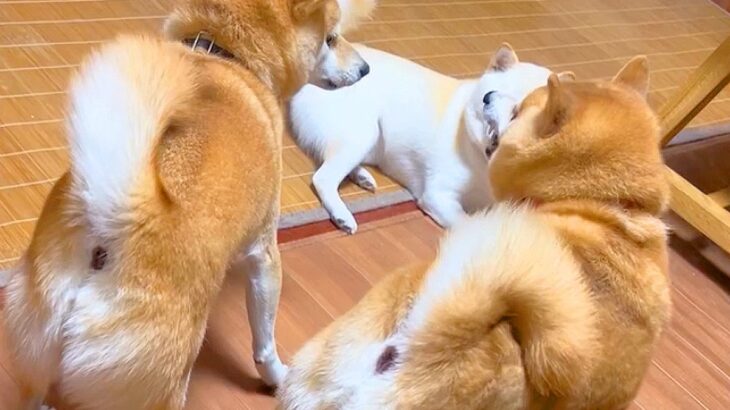 父犬と母犬がイチャついていたので、息子も入ろうとしたら…想定外すぎる『衝撃のブチギレ』が280万再生「可愛いジェラシー」「親父の威厳ｗ」(ブログ)
