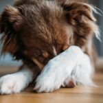 犬が『顔を掻く』理由5選　しきりにカキカキする原因や注意すべき症状とは？(ブログ)
