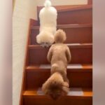『犬が階段から降りているだけ』かと思ったら…完全に想定外な『まさかの光景』が10万再生「え、すごい器用ｗ」「体幹が良すぎる」と大絶賛(ブログ)