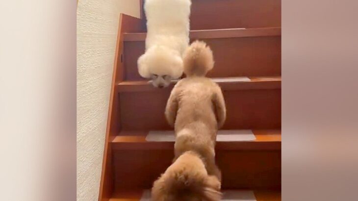 『犬が階段から降りているだけ』かと思ったら…完全に想定外な『まさかの光景』が10万再生「え、すごい器用ｗ」「体幹が良すぎる」と大絶賛(ブログ)