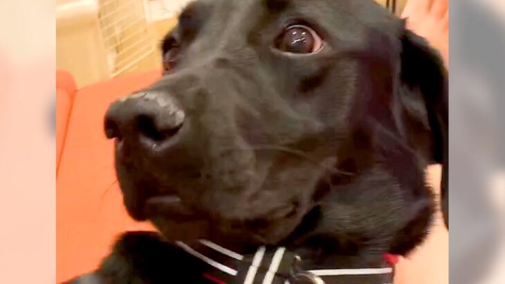 6ヶ月間ショーケースで過ごした『売れ残りの犬』を迎えた結果…『感動的な変化』に涙が止まらないと148万再生「素敵な家族」「辛かったね」(ブログ)