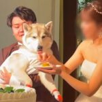 結婚式にリングドッグとして大型犬を参加させた結果…衝撃的な『まさかのハプニング』と結末にほっこり「盛大なやらかしで草」「爆笑したｗ」(ブログ)