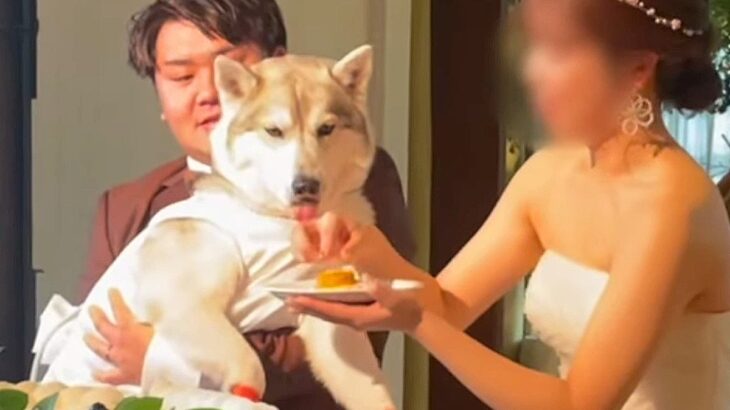 結婚式にリングドッグとして大型犬を参加させた結果…衝撃的な『まさかのハプニング』と結末にほっこり「盛大なやらかしで草」「爆笑したｗ」(ブログ)
