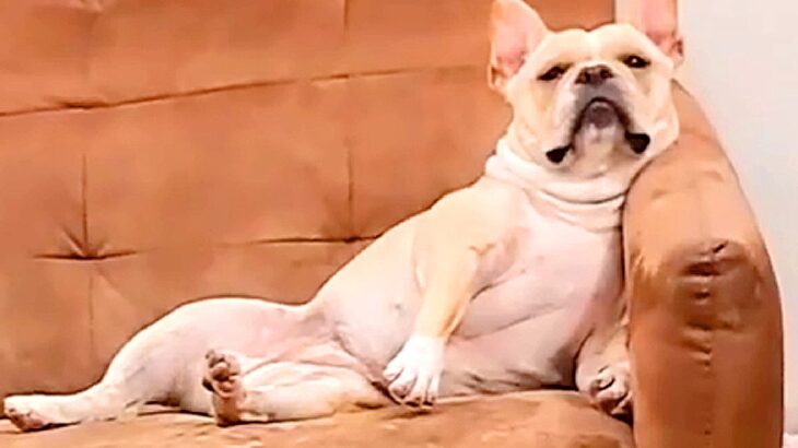 犬がソファーで『大胆にくつろいでいる』と思ったら…圧倒的存在感を放つ『女帝のような姿』が10万再生「萎縮してて草」「関係性がｗ」と爆笑(ブログ)