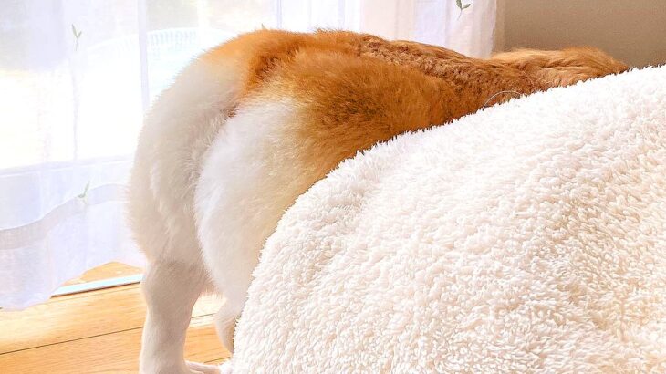 娘の友達に『ケツ』というあだ名で呼ばれる犬…理由が明確すぎる『まさかの姿』に1万4000いいね「本体はケツ」「なんちゅうあだ名ｗ」と爆笑(ブログ)