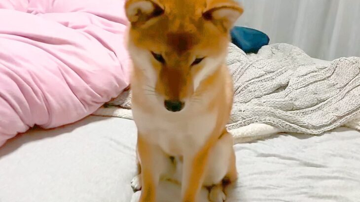 夜中、犬が吠えているので叱ったら…まさかの『逆ギレ』する光景が117万再生「なんて可愛い反抗期なの」「文句言ってて笑ったｗ」と絶賛(ブログ)