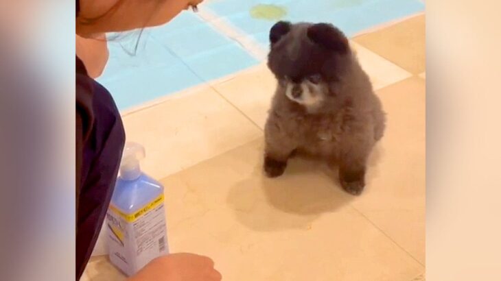 子犬がおしっこを失敗したので、指摘した結果…とんでもなく尊い『お話を一生懸命聞く姿』が428万再生「許しちゃう」「キョトン顔たまらん」(ブログ)