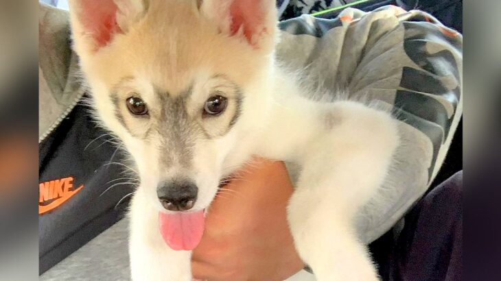 『こんなに小さくてやんちゃだった子犬が…』お迎え当初から3歳になった大型犬の『現在の姿』と軌跡が泣けると174万再生「感動した」と絶賛(ブログ)