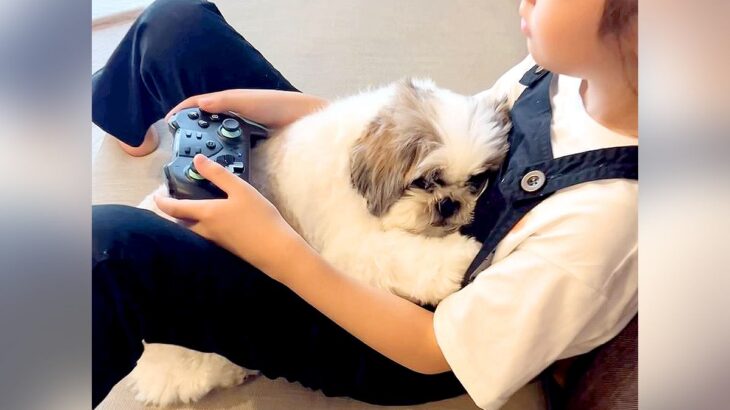 女の子がゲームに夢中になっていたら、犬が…意地でも『大好きな場所』を占拠したがる姿が31万再生「溶けちゃってて草」「大好きなんだねｗ」(ブログ)