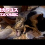 超絶カワユス そして避妊手術完了  2024 11 07 2(YouTube)