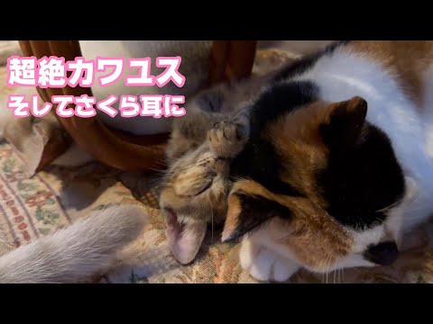 超絶カワユス そして避妊手術完了  2024 11 07 2(YouTube)