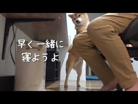 パパと一緒じゃないと寝られない柴犬…悶絶級の可愛さを見せつける。(YouTube)