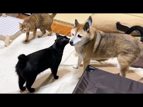 優しくていつも気にかけてくれる柴犬に自然と猫たちが集まってきます(YouTube)