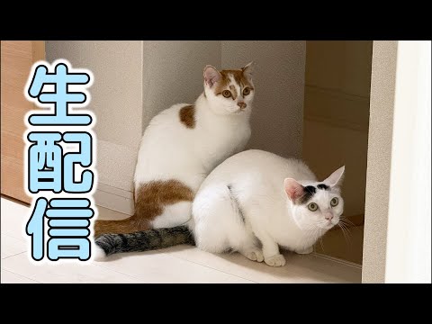 11/10 暖房でポカポカな猫たちの生配信(YouTube)