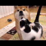 柴犬が大好きすぎる猫、半日ぶりに会うとこうなる。(YouTube)