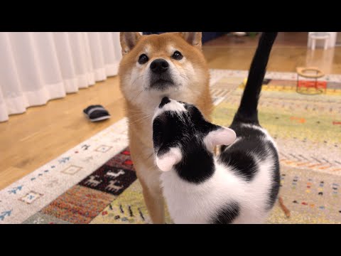 柴犬が大好きすぎる猫、半日ぶりに会うとこうなる。(YouTube)