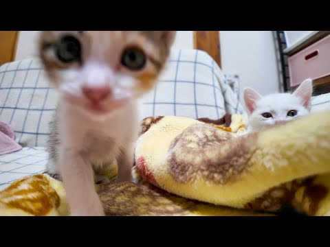 カメラが気になる子猫たち(YouTube)