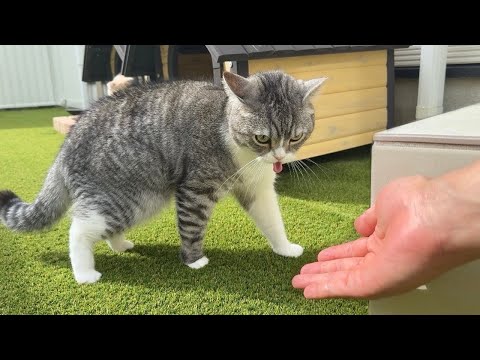お散歩してたら猫が急に吐きそうになったので手を差し伸べたらまさかの展開に…(YouTube)