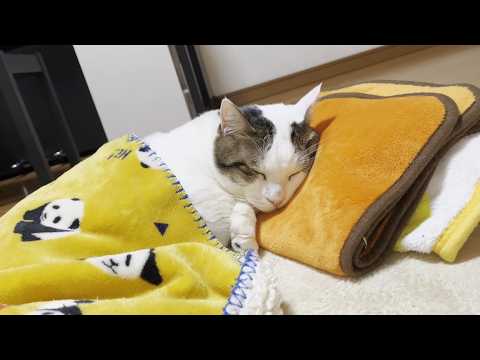 豆大福が寝ていると布団を掛けたくなります(YouTube)