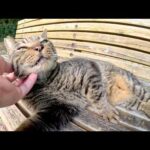 キジトラ猫がベンチに寝転んで「モフって！」と要求してきた(YouTube)