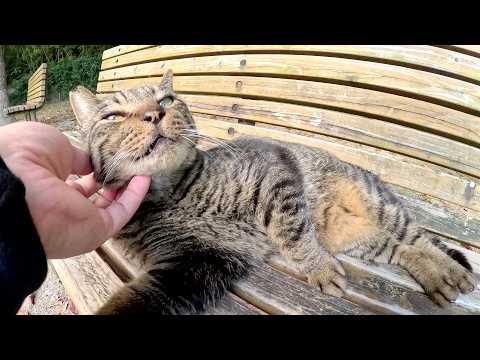 キジトラ猫がベンチに寝転んで「モフって！」と要求してきた(YouTube)