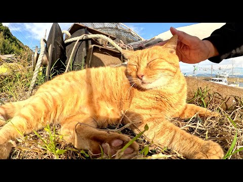 黒猫にフラれたけど、人懐っこい茶トラ猫ちゃんが癒してくれた(YouTube)