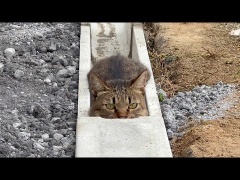 大好きなＵ字溝に入って神妙な面持ちの猫(YouTube)