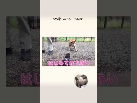 カワウソさくらが外の世界を駆け回る！(前編)  Walk with otter ①(YouTube)