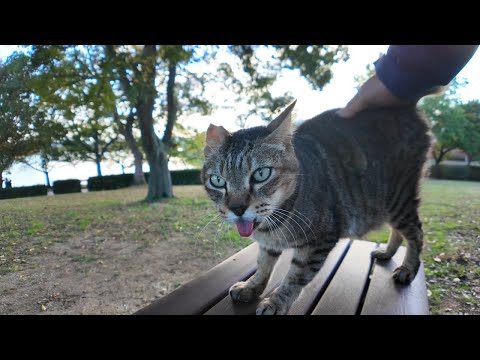 夕方の公園のベンチに座ると隣に猫が飛び乗ってきた(YouTube)