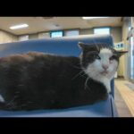 感動猫動画 のライブ配信(YouTube)