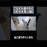 ごはんが遅れると文句を言う猫 #shorts(YouTube)