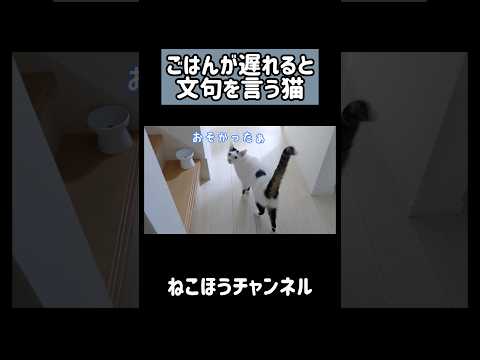 ごはんが遅れると文句を言う猫 #shorts(YouTube)