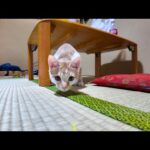 【猫旅館】部屋に遊びに来た子猫と遊ぶ(YouTube)
