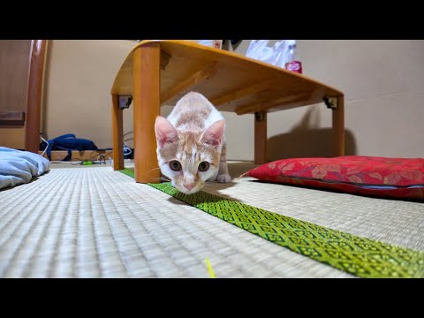 【猫旅館】部屋に遊びに来た子猫と遊ぶ(YouTube)