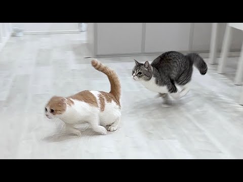 兄と鬼ごっこしてたら捕まりそうになった弟猫の全力疾走が可愛すぎましたwww(YouTube)