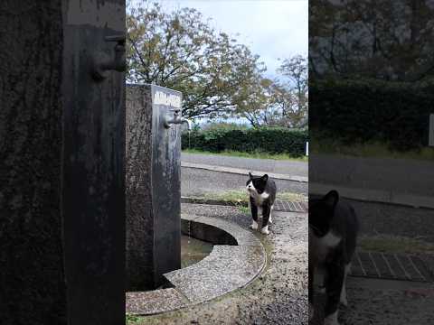 飲まんのかい!#猫(YouTube)