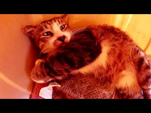 ねこハウスの中を覗いたら、猫がメチャクチャ快適そうにお昼寝していたw(YouTube)