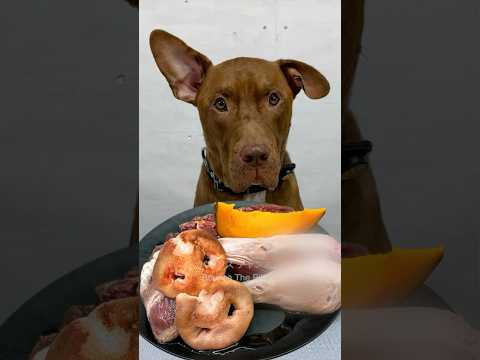 閲覧注意⚠️今日もモリモリ食べるピットブル #ピットブル(YouTube)