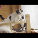 布団乾燥機の隣のベスポジを奪おうとして、こっぴどく怒られる猫(YouTube)