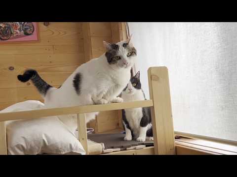 布団乾燥機の隣のベスポジを奪おうとして、こっぴどく怒られる猫(YouTube)