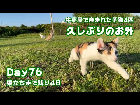 久しぶりのお外 巣立ちまであと4日 牛小屋で産まれた子猫4匹 Day76 Sora108  2024 11 25 1(YouTube)