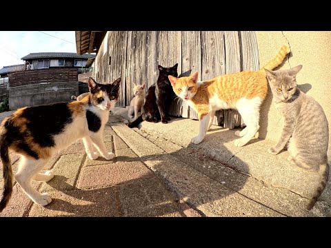 猫集会にお邪魔して幼い猫達と親睦を深めようとした結果・・・(YouTube)